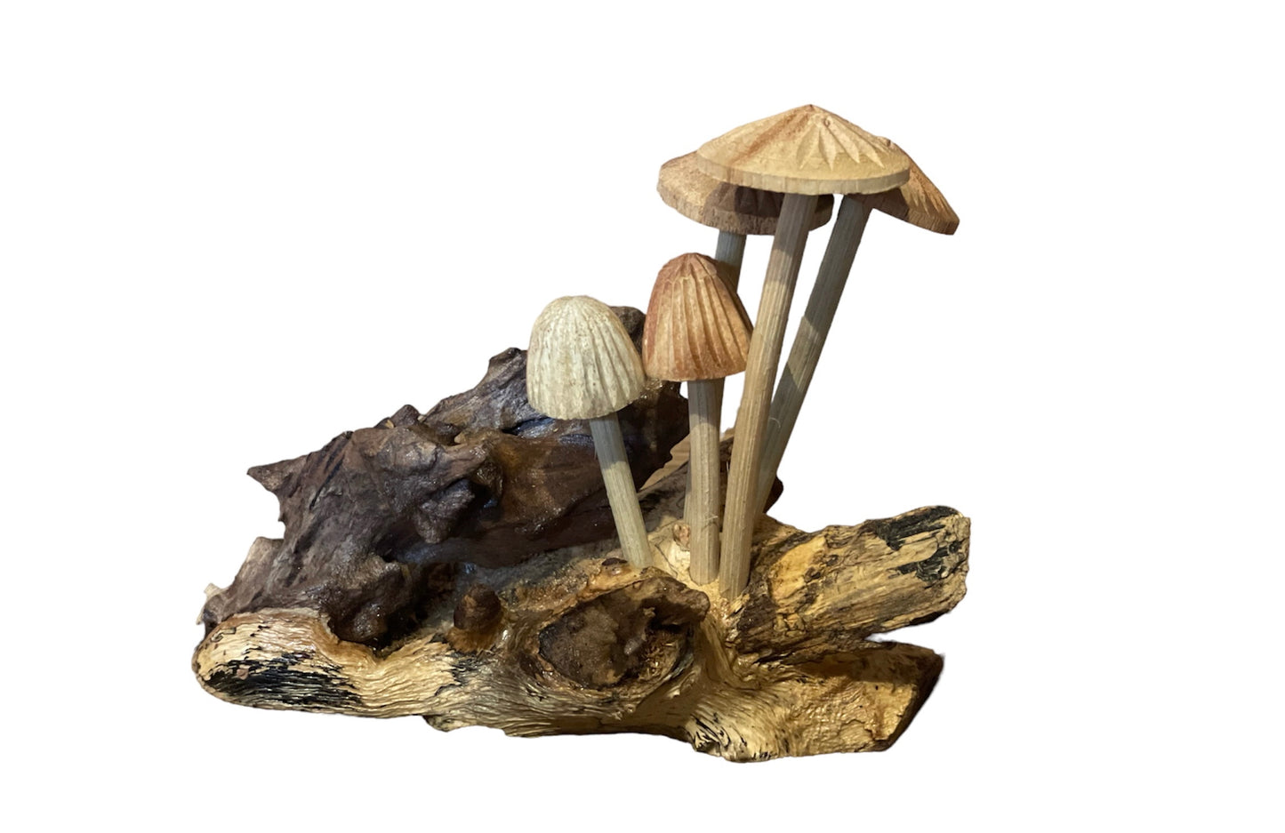 Paddenstoelen op Rootwood - 15cm