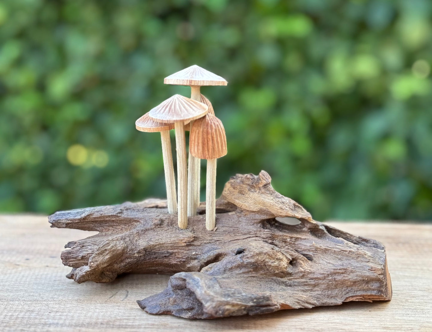 Paddenstoelen op Rootwood - 15cm
