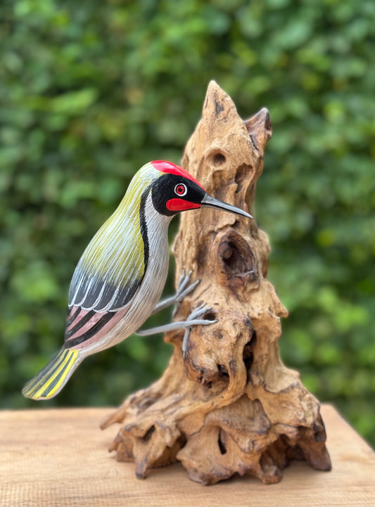 Specht tegen boom
