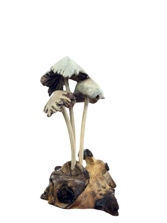 Paddenstoel op Rootwood – Parasitewood dakje – 15 cm